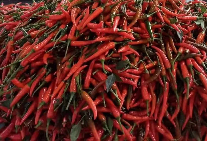 FAO helps Laos push chilli exports