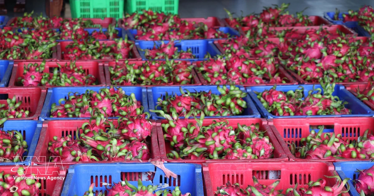 Vietnam strives to sustain dragon fruit exports to EU
