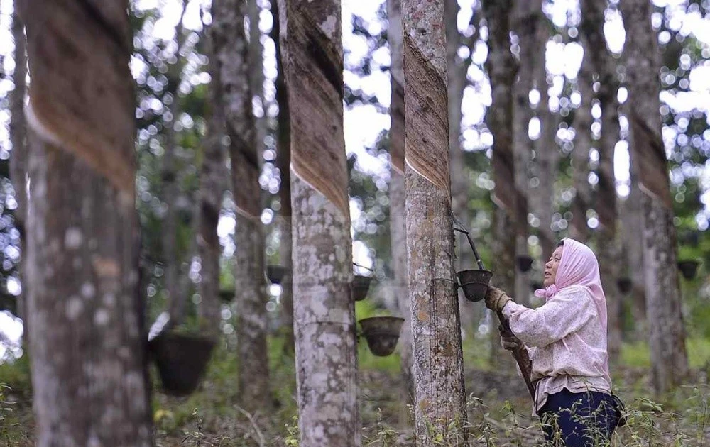 Malaysia boosts aid to help farmers expand rubber cultivation areas