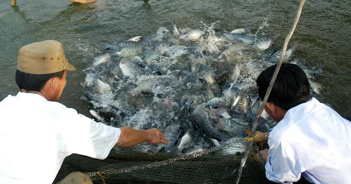 Vietnam, US launch 15.2 million USD tilapia development project