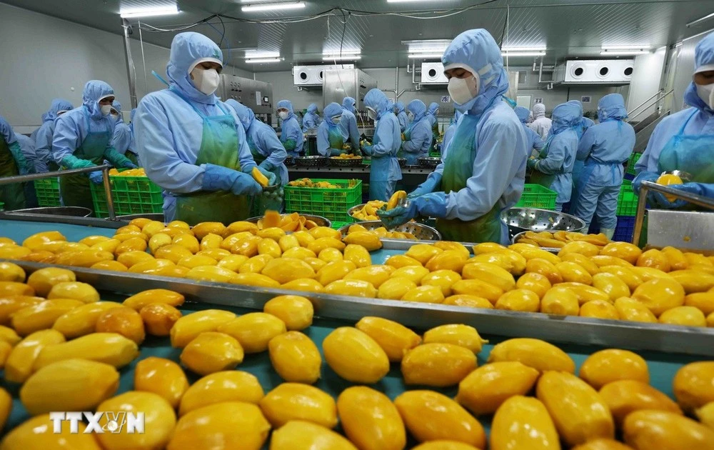 Workers process mangoes for export at a factory of the An Giang Fruit and Vegetable JSC in Lam Dong province. (Photo: VNA)