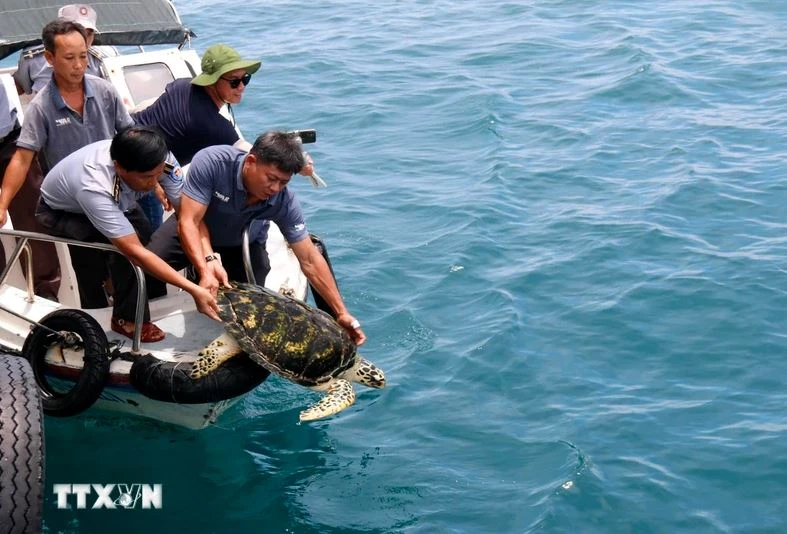 Rare sea turtles released to nature