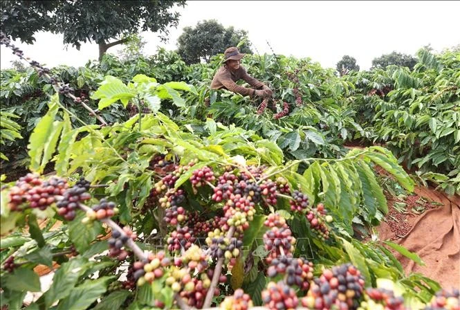 Harvesting coffee on a plantation owned by the Viet Nam National Coffee Corporation. (Photo: VNA)