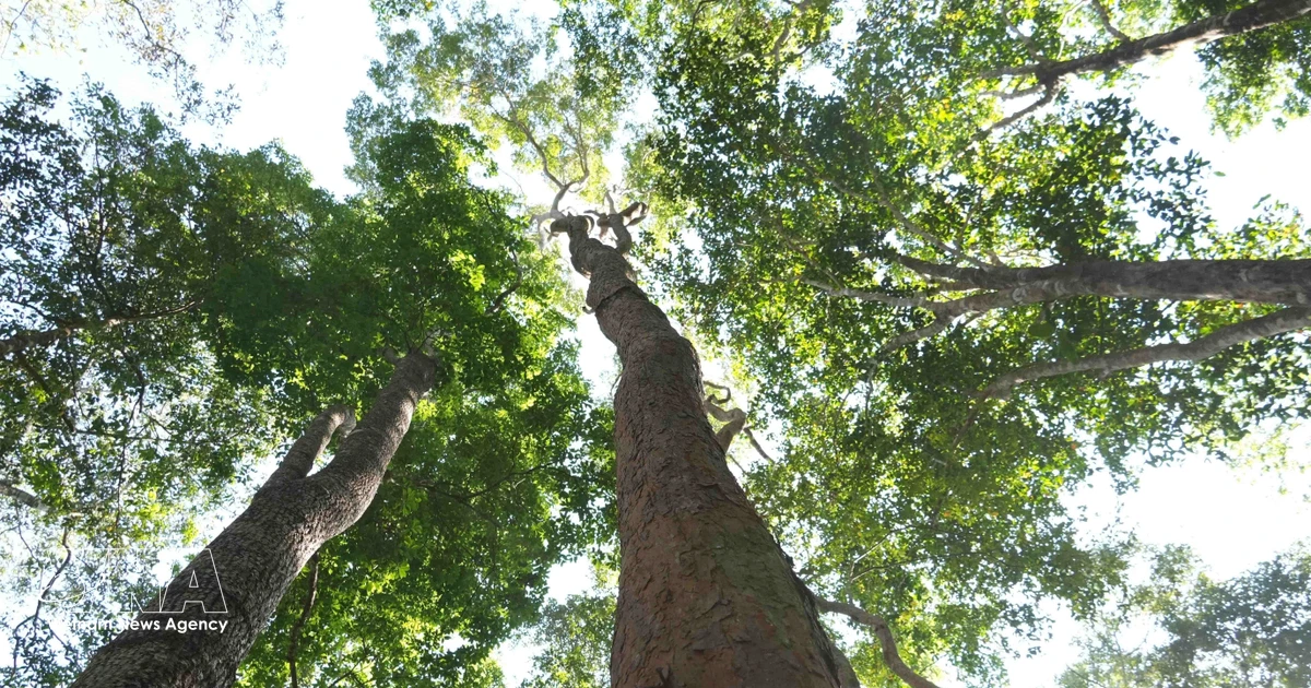 Vietnam highlights forests’ role in sustainable growth on International Day of Forests