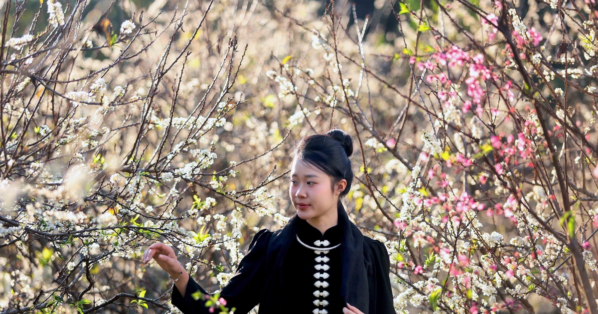Gallery - Son La in plum blossom season | Vietnam+ (VietnamPlus)
