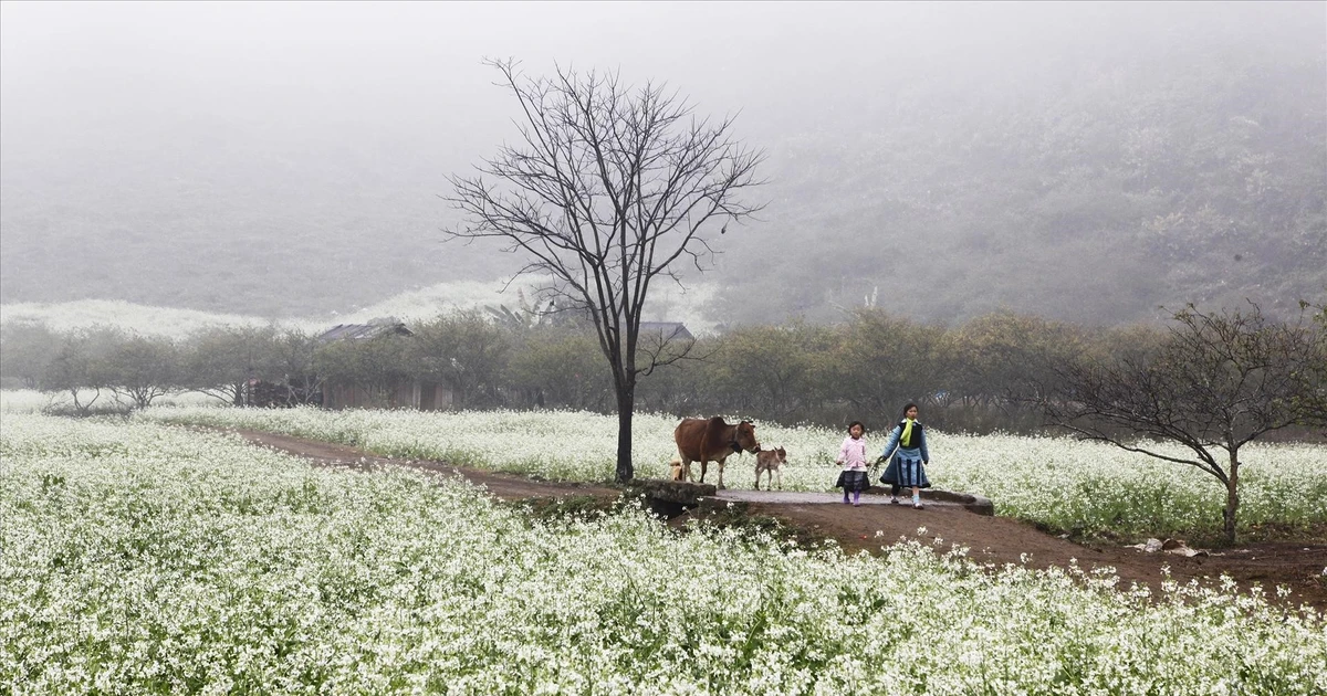 Gallery - Moc Chau - a springtime plateau amid the clouds | Vietnam+ (VietnamPlus)