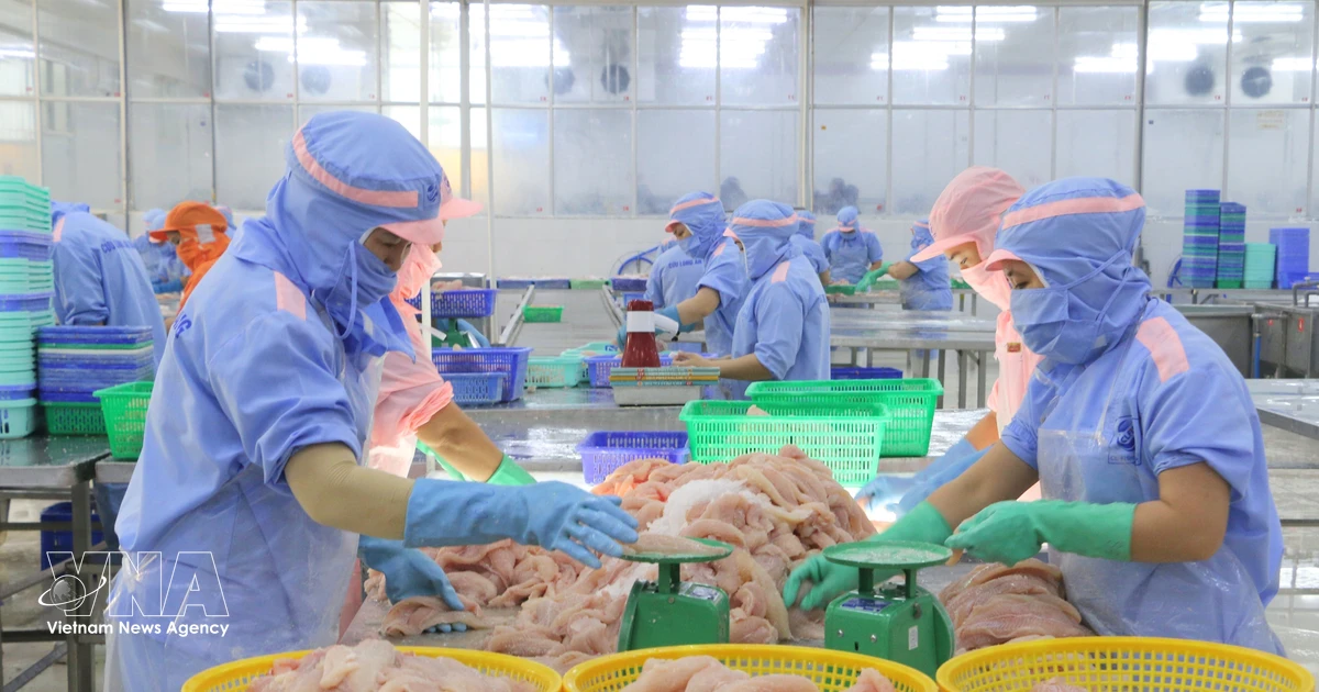 Sustainable transformation needed for Vietnam’s strategic pangasius sector
