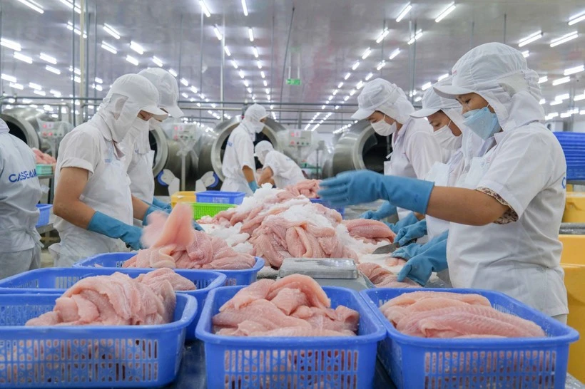 Processing tra fish for export (Photo: VNA)