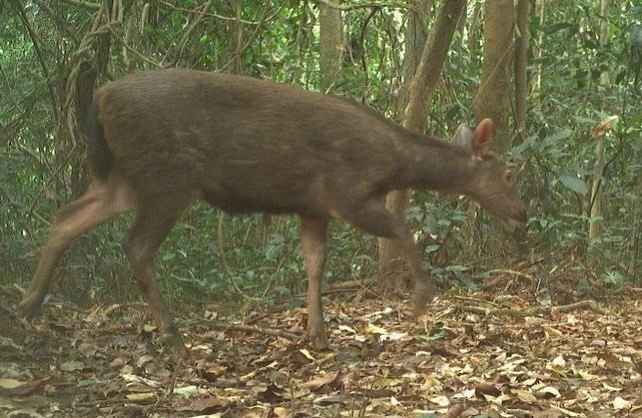The Truong Son muntjac, photographed in Phong Nha–Ke Bang National Park. (Photo: Phong Nha–Ke Bang National Park)