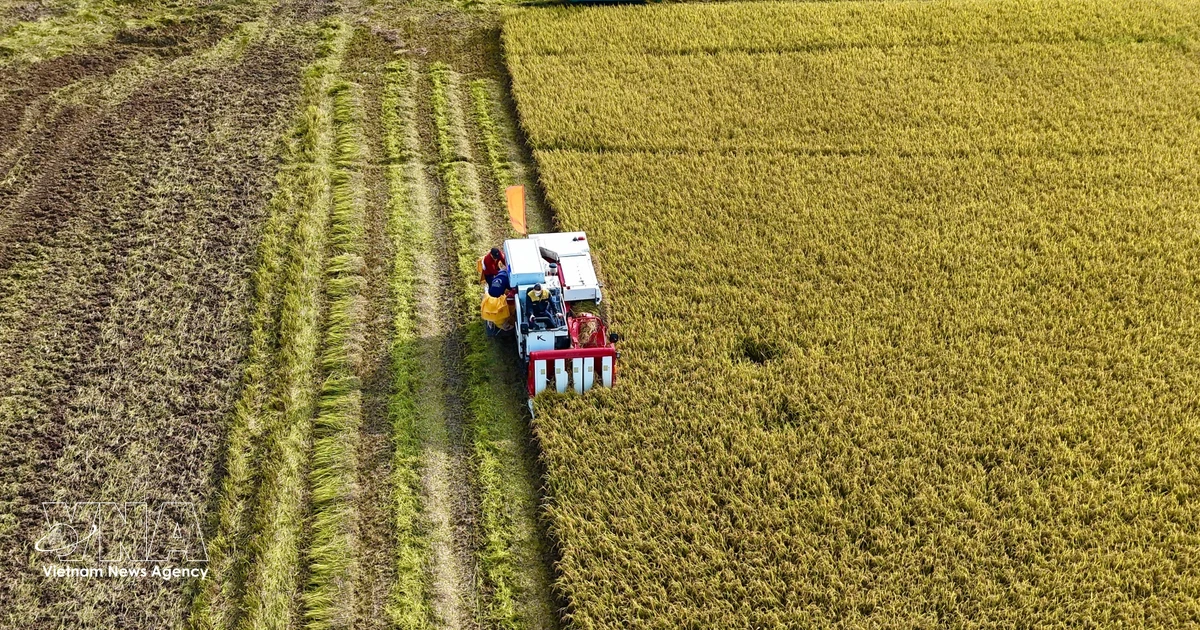 An Giang accelerates export shift to meet green consumption trends