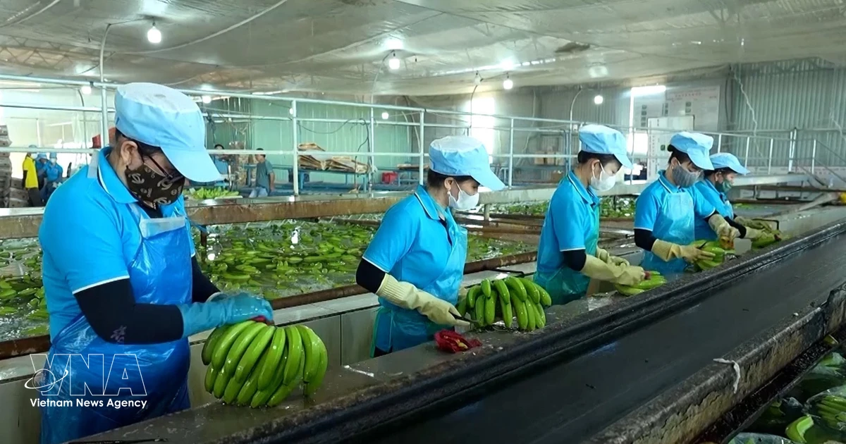 EU deforestation rules put Vietnamese exporters on the clock