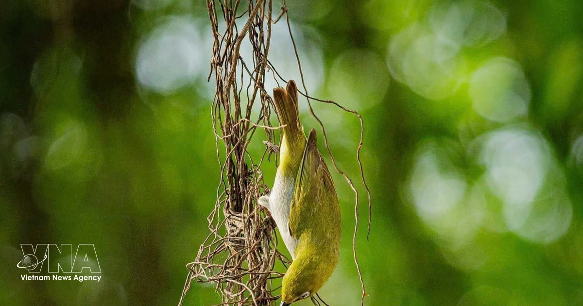 Wild birds return to Hoan Kiem Lake: A peaceful scene in the heart of ...
