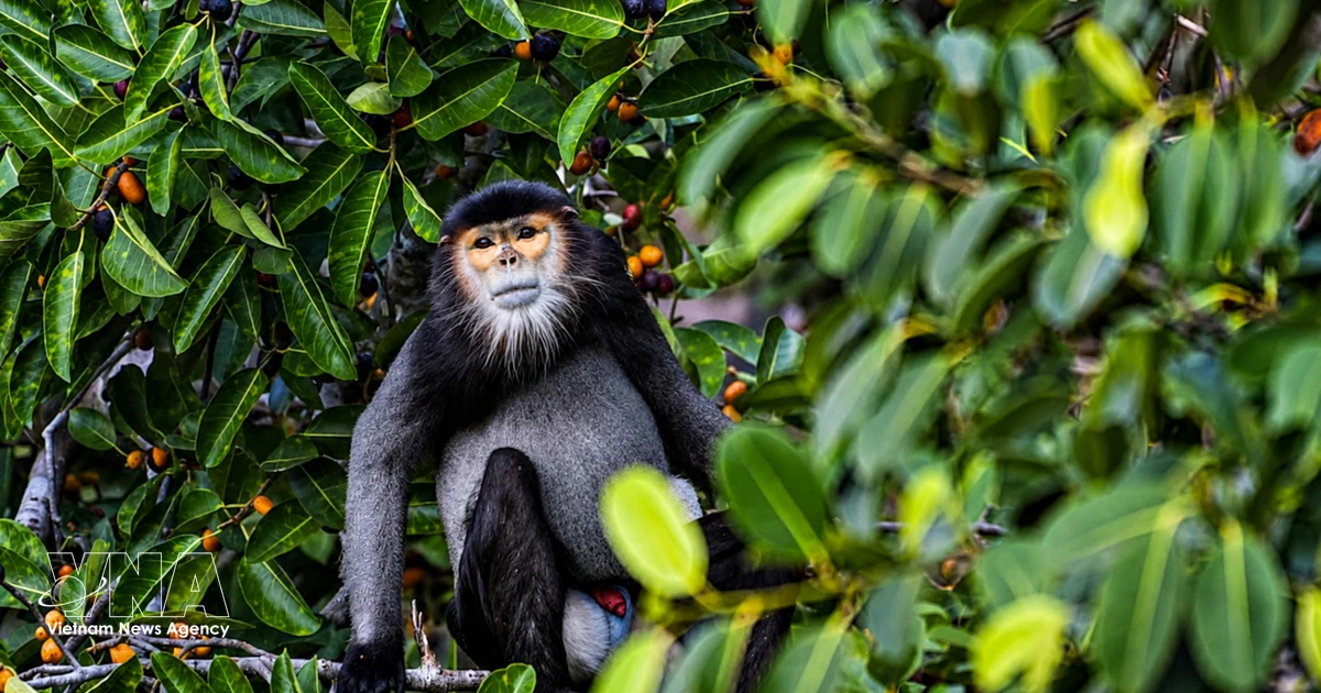 Measures suggested to conserve black-shanked doucs on Ba Den Mountain