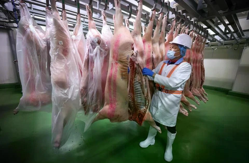 Singapore considers resuming live pig imports from Indonesia