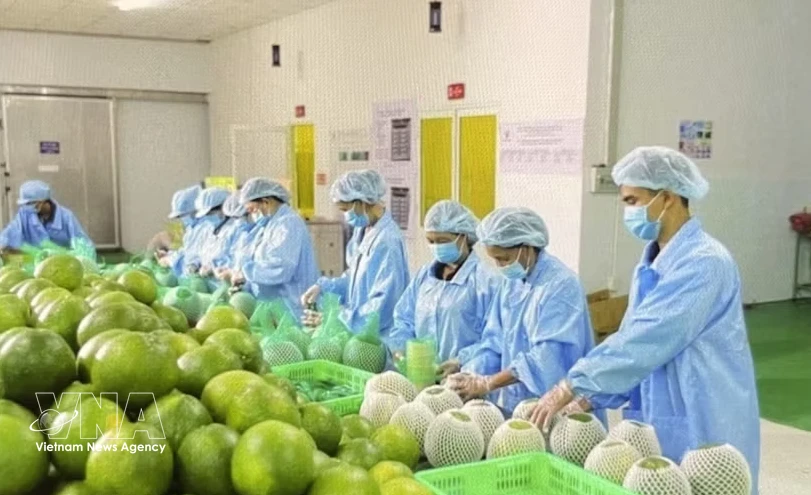 Turkish cooperatives open sourcing channel for Vietnamese businesses