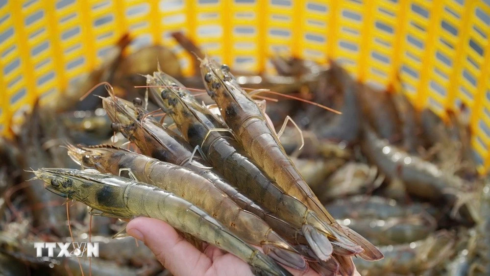 Thailand hopes to resume shrimp exports to Malaysia soon