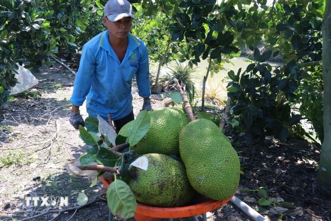 Harvesting jackfruit (Photo: VNA)