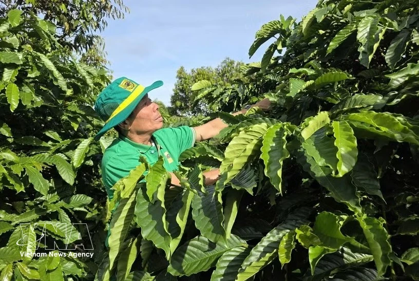 Vietnam, Uganda promote cooperation in sustainable coffee development