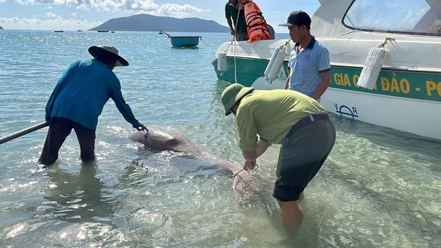 HCM City eyes urgent solutions to conserve endangered Dugong population in Con Dao