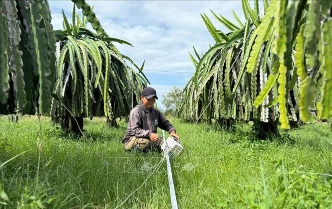 Illustrative image (Photo: VNA)