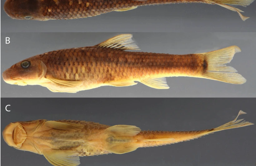 Sucker-mouthed minnow (Supradiscus varidiscus). (Photo: researchgate.net)