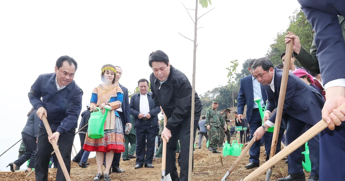 President urges more impactful, sustainable tree-planting movement
