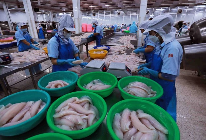 Seafood processing for export at a Vietnamese facility. (Photo: VN+)