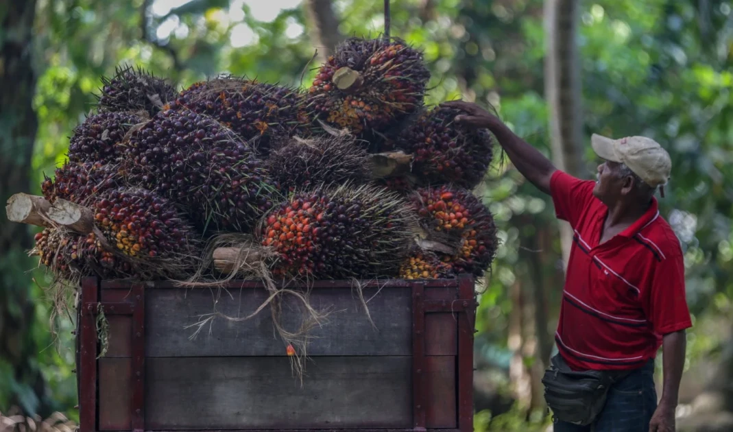 马来西亚努力夺回中国棕榈油市场份额