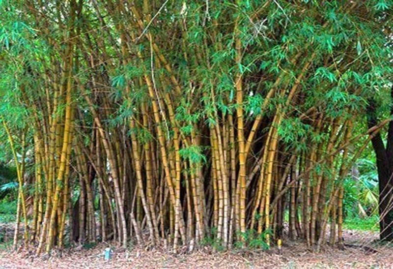 Philippines seeks 500 million USD for engineered bamboo development