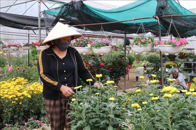 Spring colours fill Ninh Binh as farmers gear up for Tet market