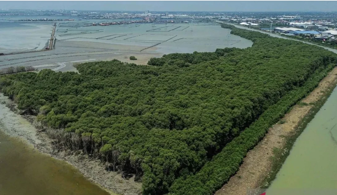 Indonesia targets entry into international carbon market by 2027