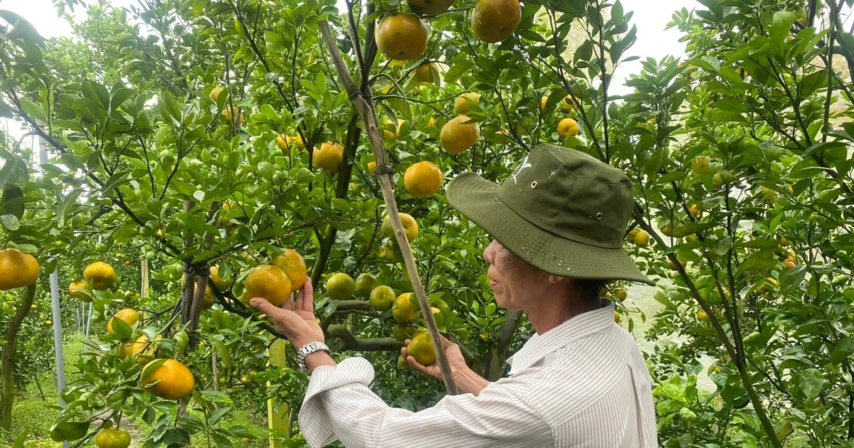 Vietnam’s agricultural exports to exceed 70 billion USD in 2025