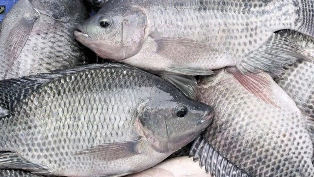 Vietnam’s tilapia exports to US accelerate