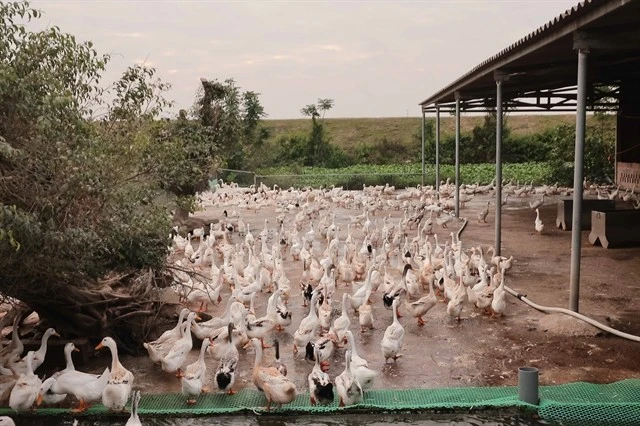 Vietnam increases unsecured loan cap for farmers to 12,000 USD from July