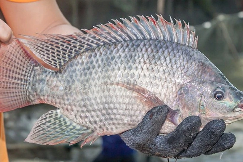 Vietnamese tilapia eye opportunities to make breakthrough