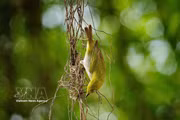 Wild birds return to Hoan Kiem Lake: A peaceful scene in the heart of Hanoi
