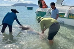 The Dugong (sea cow) population on Con Dao island, HCM City is experiencing a sharp decline. (Photo Courtesy of Con Dao National Park)