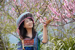 Peach blossoms in full bloom at Sin Suoi Ho community tourism village