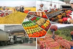Vietnam gains 28.04 billion USD from exporting agro-forestry-fishery products in the first five months of the year. (Photo: congthuong.vn)