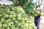 Vietnam’s coconut industry eyes billion-dollar markets