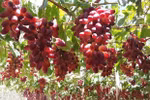 Ninh Thuan farmers gear up for Lunar New Year grape harvest