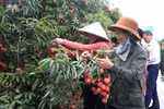 This year, the Thanh Ha lychee yield is around 38,000 tonnes. (Photo: VNA)