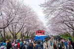 The cherry blossom festival in the Republic of Korea (Photo: KTO)