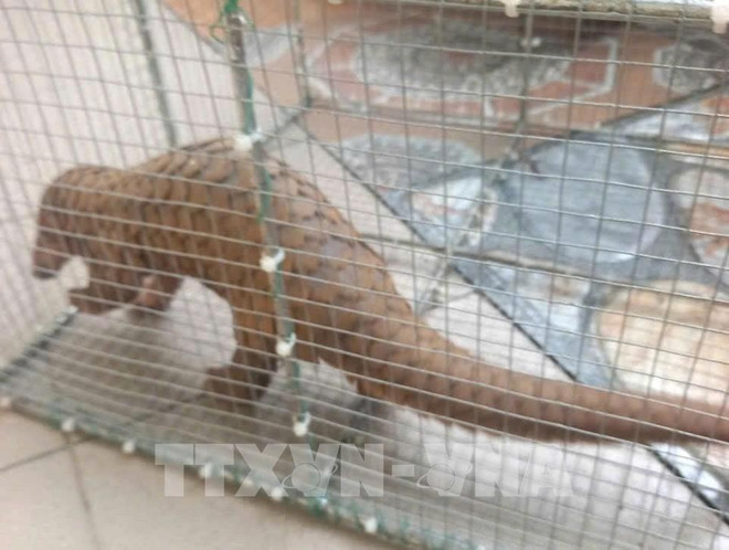 The Javan pangolin found in Quang Tri province is handed over to forest rangers. (Photo: VNA) cites-2.jpg