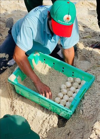 Staff of the Hon Cau Marine Protected Area collects the eggs and relocate them to the nesting site. (Photo: VNA) vna-potal-lam-dong-rua-bien-quay-tro-lai-de-trung-o-bai-bien-hon-cau-stand-1.jpg