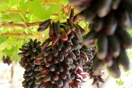 Vineyard tourism blossoms in southern Khanh Hoa’s sun-drenched fields