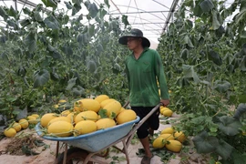 Vietnamese culture takes center stage in Korean city