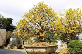 Hue royal apricot blossoms evolve from imperial pastime to industry