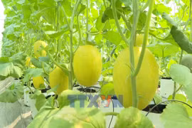 Tech advancements facilitate green agriculture