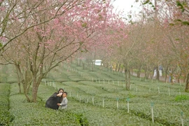 Cherry blossoms bloom early, attracting tourists to Da Lat